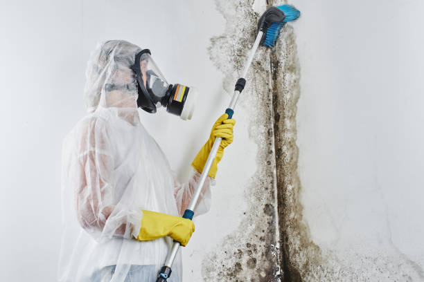 Best Attic Mold Remediation in Grand Bay, AL
