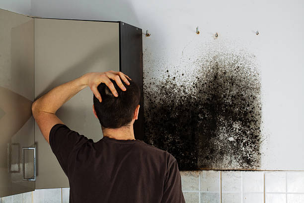 Grand Bay, AL Mold Remediation Company