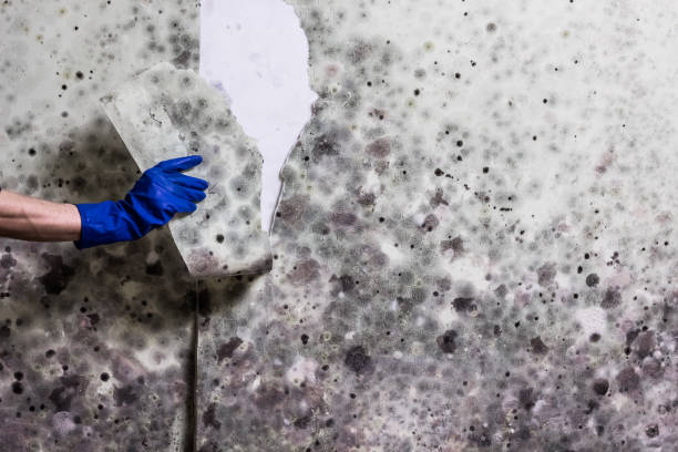 Best Mold Remediation for Specific Building Types in Grand Bay, AL