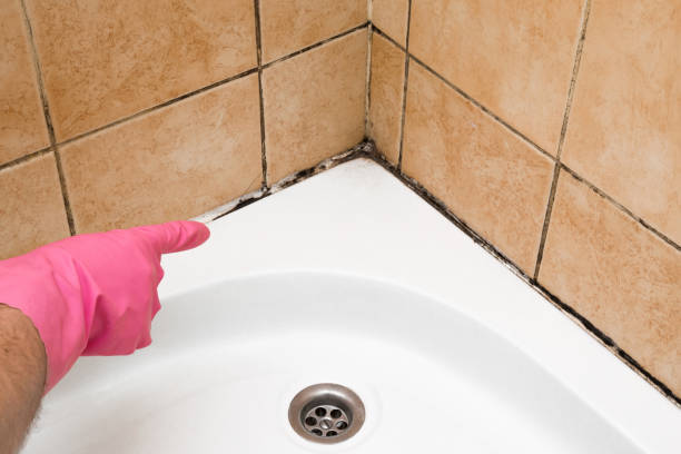 Professional Mold Remediation in Grand Bay, AL